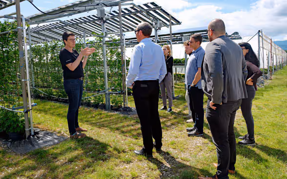 Die slowenische Delegation und Vertreter des SECO erhalten von der Inhaberin von Solberry Barbara Schwab Züger, eine Erklärung über die Funktionsweise ihrer Agri-Photovoltaikanlage.