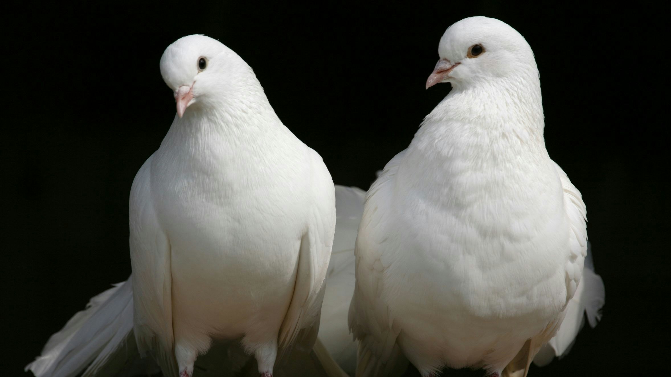 Zwei weisse Tauben – Symbol für Frieden