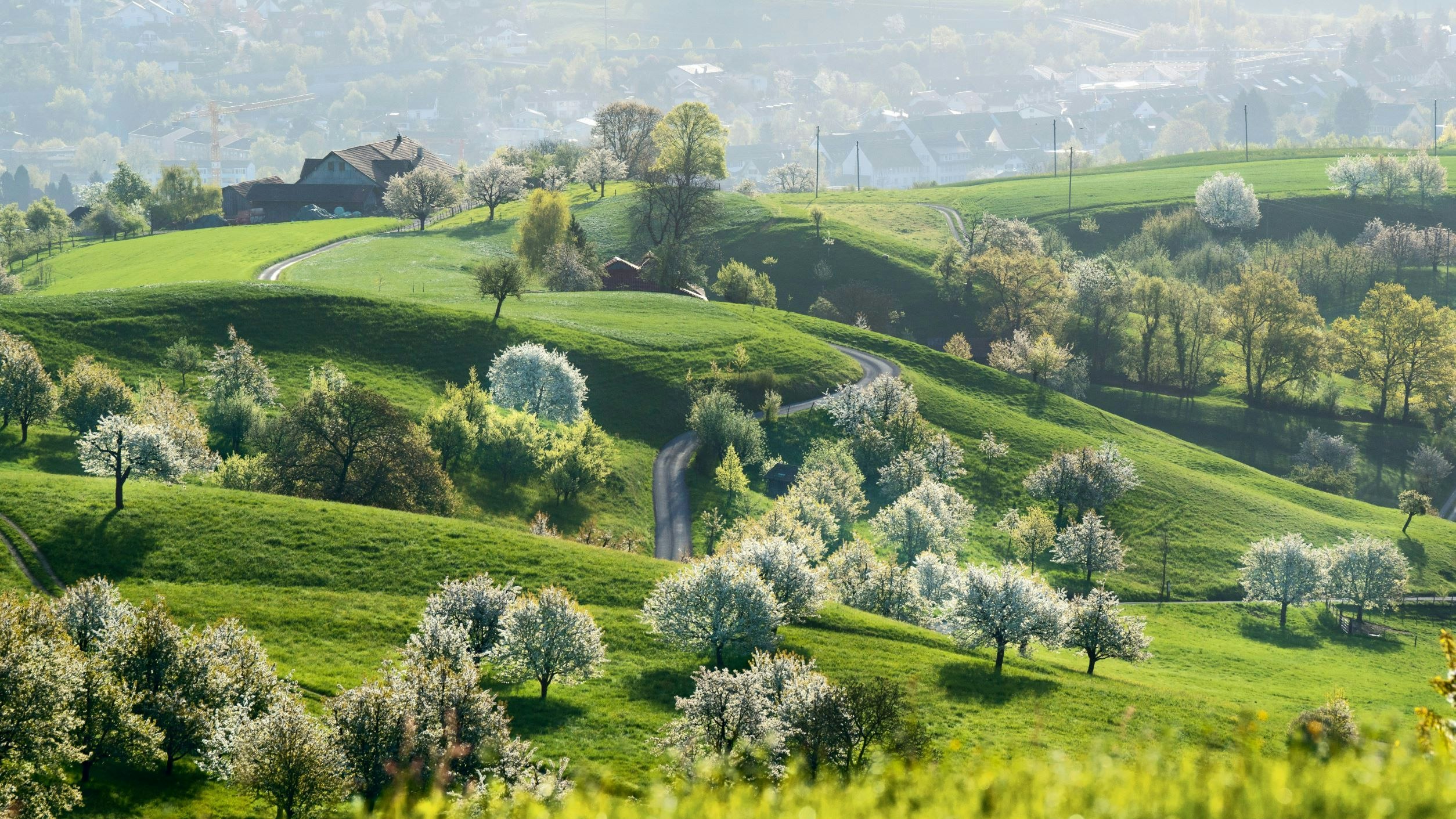The picture shows a narrow country road with blossoming fruit trees.