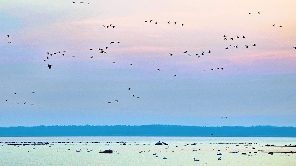Des oiseaux survolent des étendues d’eau.